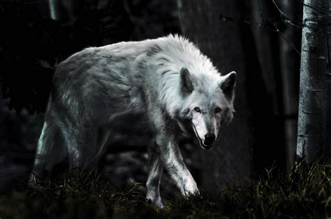 Dark Wolf Wallpapers - Wallpaper Cave