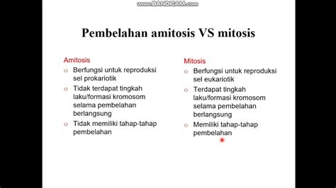 1 Perbedaan amitosis dan mitosis - YouTube