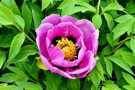 Lush Pink Peony Flower in Spring Garden Stock Photo - Image of fluffy ...