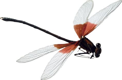 Dragonfly PNG Image - PurePNG | Free transparent CC0 PNG Image Library