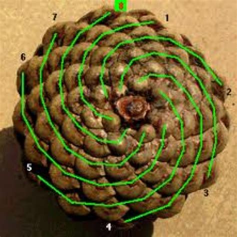 Sequência de Fibonacci em um cone de pinheiro