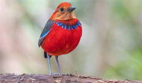 Blue-Banded Pitta Is Stunning Bird Who Wears Christmas jumper All The Time