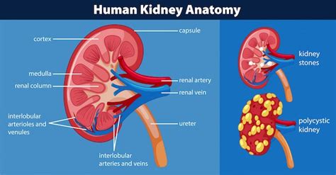 Human kidney anatomy diagram Vector | Premium Download