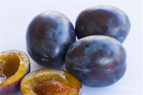 Italian Prune Plums Photograph by Sharon Talson | Fine Art America