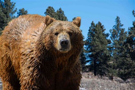 Wildlife Corridor to Connect Grizzly Bears in Montana