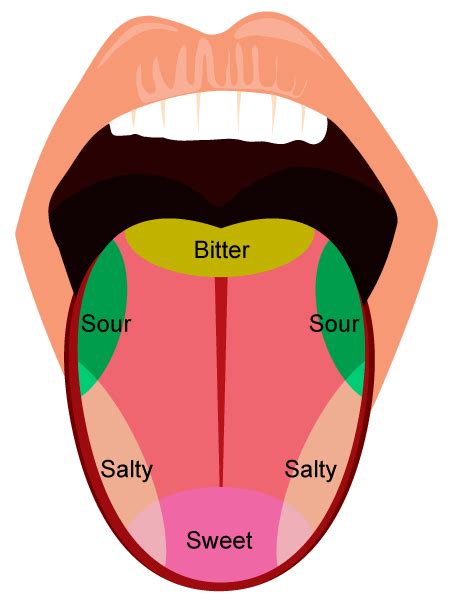 What are different taste bud? - 8dxn322