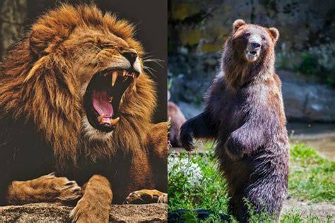 Bear VS Lion: Who Would Win In A Fight? - Tiger Tribe