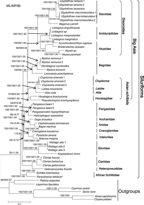 Phylogenetic relationships of the Siluriformes based on ML, MP and BI ...