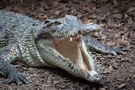 Saltwater crocodile : Crocodiles of the World : 14 Nov 2014 - ZooChat