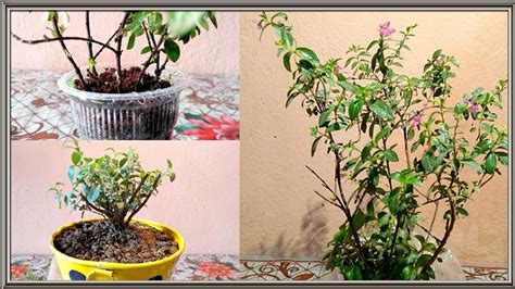 Cuphea Hyssopifolia Plant Propagation With Update - YouTube