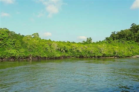 8 Most Beautiful Mangrove Forests in India You Have To Explore