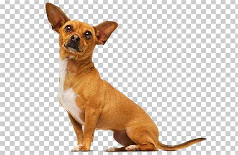 Beverly Hills Chihuahua Beverly Hills Chihuahua Papi Jr. Delgado PNG ...