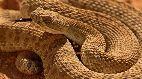 What you need to know about rattlesnakes in Colorado | 9news.com