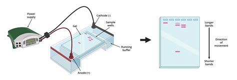 Gel Electrophoresis | AAT Bioquest