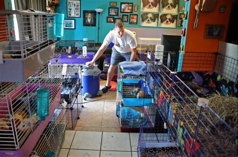 Lauderhill couple open their home to rescued guinea pigs — 218 of them ...