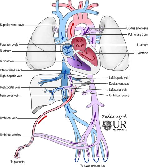 Fetal Circulation Anatomy