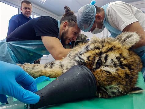 Russian baby tiger fights for life after frostbite, surgery