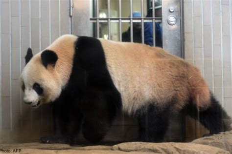 Japan zoo gives pandas privacy as mating season starts, Asia News - AsiaOne