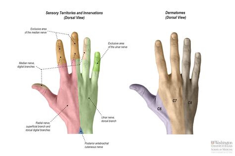 Gross Anatomy, Body Anatomy, Human Anatomy, Ulnar Nerve, Peripheral ...