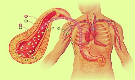 What is the Function of Insulin in Human Body?