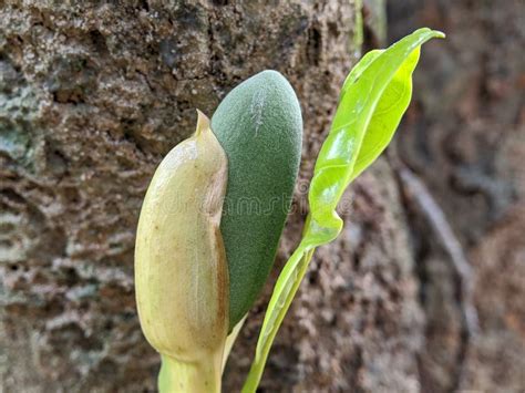 Macro of Baby Jackfruit Plant Stock Photo - Image of invertebrate ...