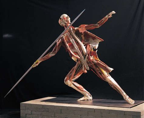 Gunther Von Hagens' Monsters: Body Worlds RX | Glasstire