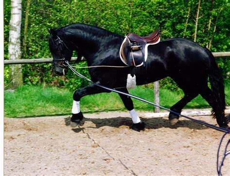 Horse training, training, black, longe, horse, working, HD wallpaper ...