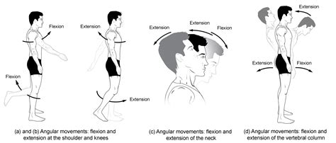 Types of Body Movements | Anatomy and Physiology I | | Course Hero