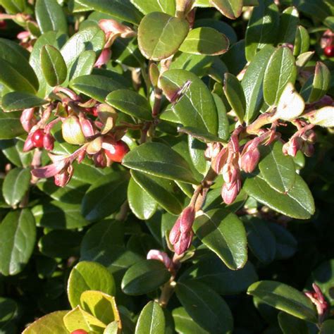 VACCINIUM VITIS-IDAEA - Houtmeyers Plantencentrum en Boomkwekerij Laakdal