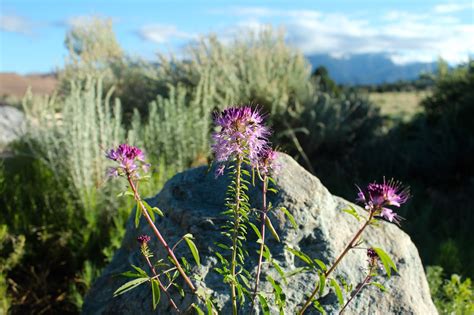 Remains of the Day: Wildflower Wednesday ~ Desert Plants