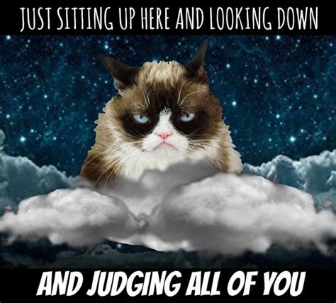 Grumpy Cat Judge 👩🏻‍⚖️ | Funny grumpy cat memes, Grumpy cat, Grumpy cat ...