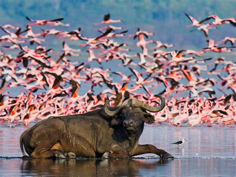 4 Days Safari To Lake Nakuru and Masai Mara | Masai Mara Migration