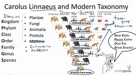 13.1.2 Carolus Linnaeus and Modern Taxonomy - YouTube