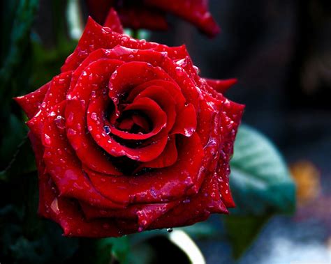 flowers for flower lovers.: Flowers wallpapers red roses.