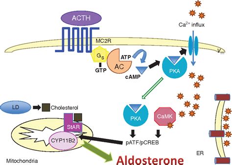 Figure 4 from Regulation of aldosterone synthesis and secretion ...