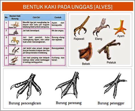 JENIS-MACAM & GAMBAR HEWAN-BURUNG-UNGGAS [AVES] - freewaremini