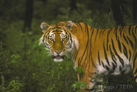 Heroes of SIBERIAN TIGER conservation — The Environmental Press Agency