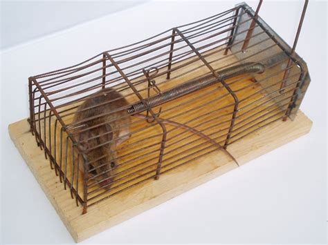 Rat Traps | Effective Rat Control