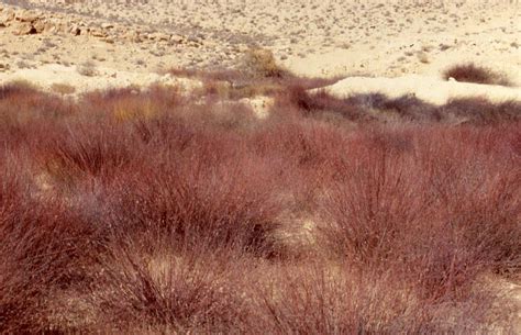 Negev Desert Botanical Garden