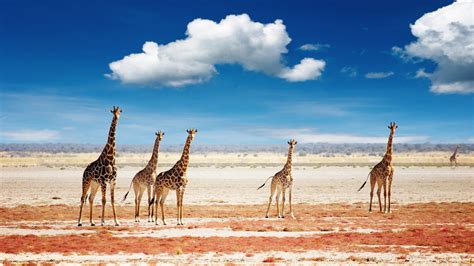 Sand Dunes and Desert Wildlife - Namibia Holiday - Steppes Travel