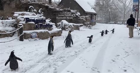 Pinguïns ontmoeten ijsbeer in de dierentuin