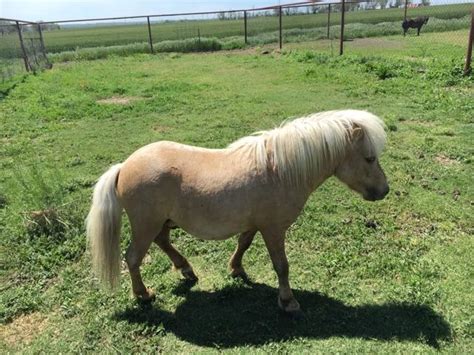 Palomino miniature stud horse - Nex-Tech Classifieds