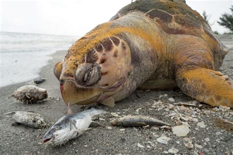 Shocking images show corpses of sea turtles, dolphins & manatees killed ...