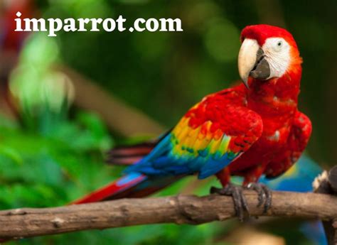 Ruby Macaw (Personality, Appearance, Diet, and Caring) - imparrot