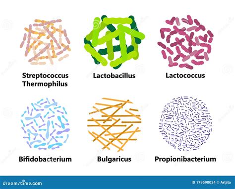 Probiotics Bacteria Set Vector. Lactobacillus, Bulgaricus Logo With ...