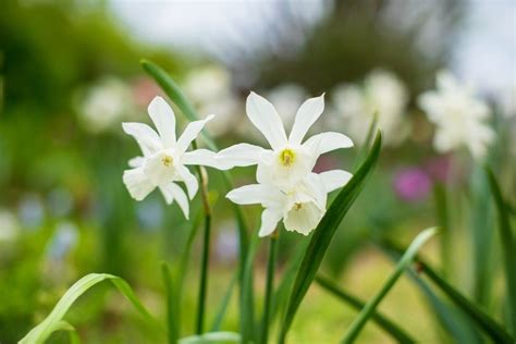 Narcissus Flower Meaning In Tamil | Best Flower Site