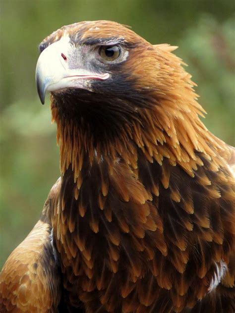 How We Got Up Close With Australia's Birds of Prey - Mapping Megan ...