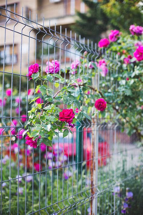 "Colorful Roses On A Fence" by Stocksy Contributor "Jovana Rikalo ...