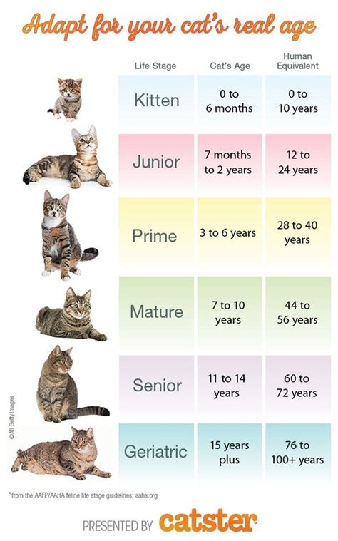 How to Calculate Your Cat's Age | Cat ages, Cat years, Cat lifespan