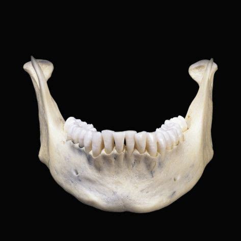 human-lower-jaw-bone-or-mandible-is-the-largest-and-strongest-bone-in ...